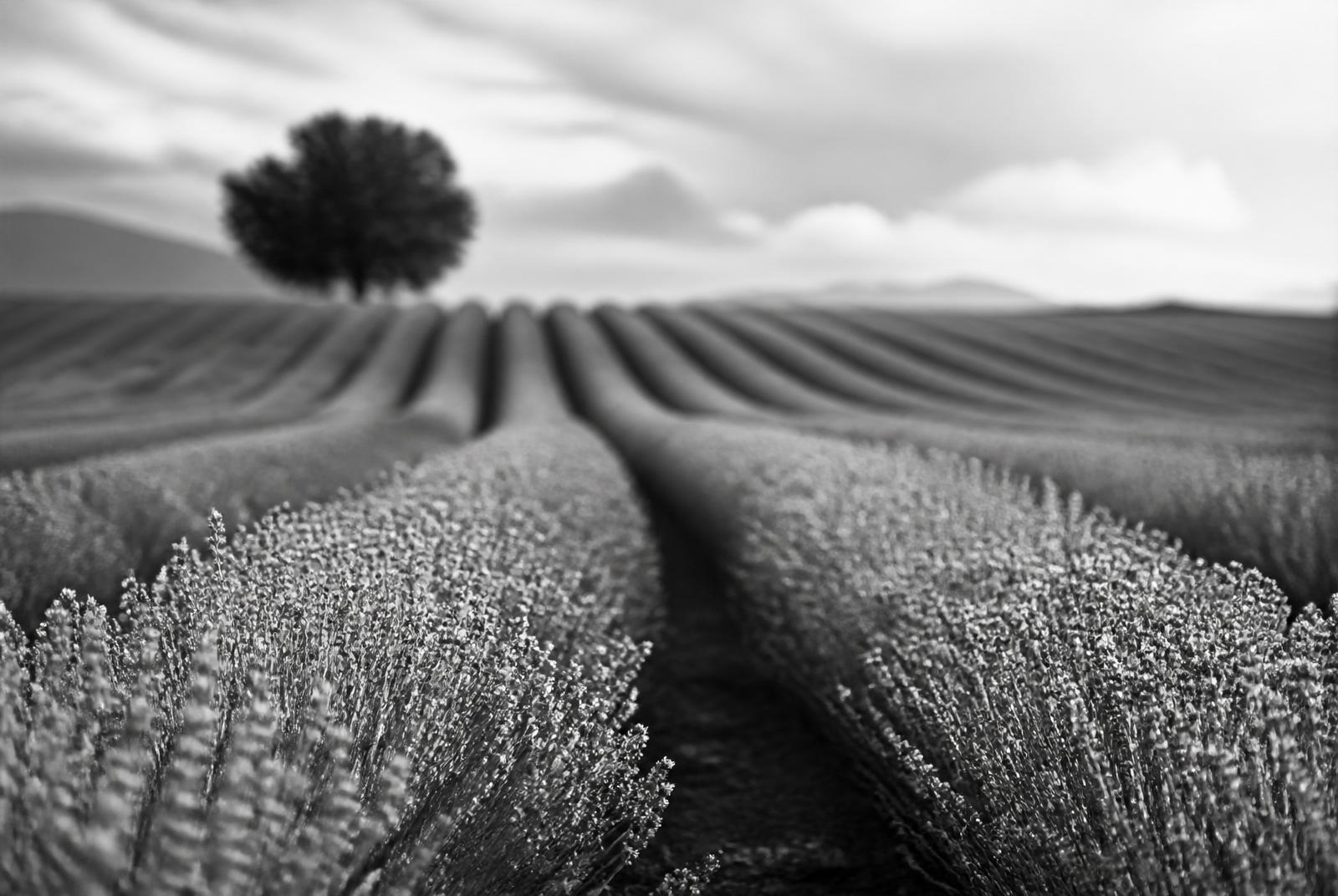 Black and white photograph of a lavender field in bloom