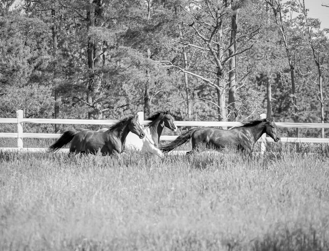 Three horses running together through a grassy field at Manidoo Wellness Ranch