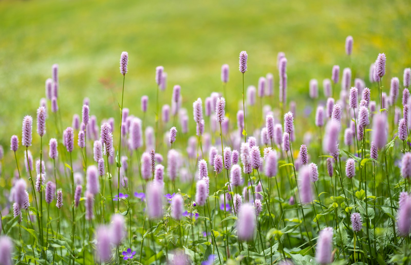 Purple wildflowers blooming in a sunny meadow